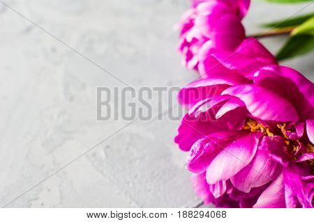 Summer Floral Concept With Peonies