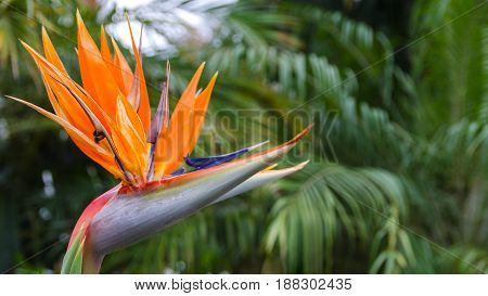 Exotic tropical flower Strelizia Reginae also named Bird of Paradise. Native to South Africa. Beautiful vibrant flowers background for wallpaper or web design. Space for text.