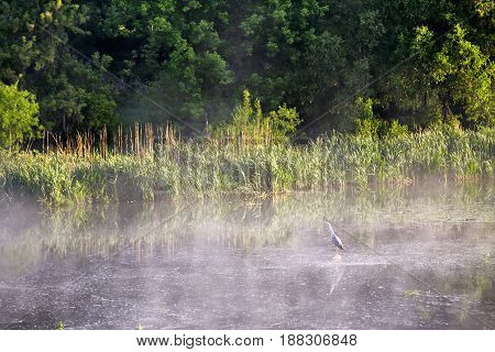 Heron On Misty Morning On The River