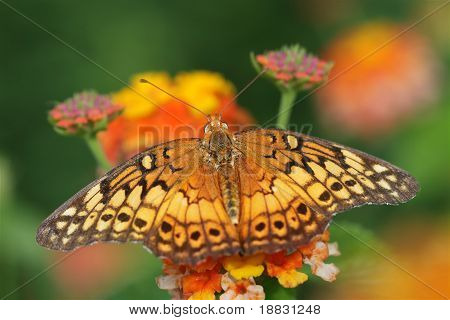 Papillon nacré panachées