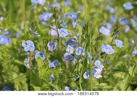 Green meadow with small blue flowers. Flowers of germander speedwell (Veronica chamaedrys)