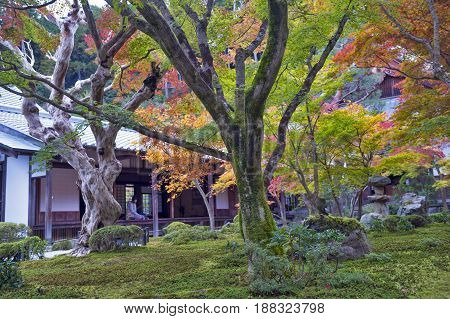 Japanese Red Maple Tree During Autumn In Garden At Enkoji Temple In Kyoto, Japan