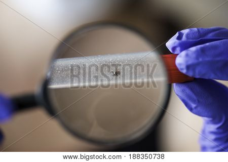 Doctor in rubber gloves and mask examines through a magnifying glass a test tube with a tick