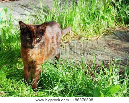 The chocolate cat of the wandering came to visit