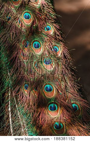 tail of a blue peacock. feathers peacock background pattern
