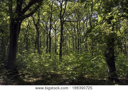 Oak Woodland In Late Spring