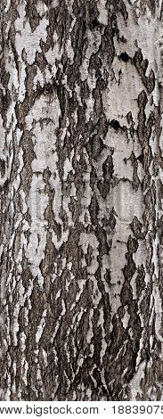 Betulla corteccia texture sfondo
