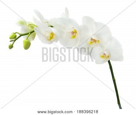 Delicate orchid branch blossoming with large white flowers isolated on white background. Blooming twig of Phalaenopsis orchid flower.