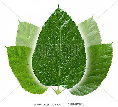 Grandes folhas verdes, isoladas no fundo branco