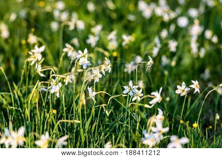 Field of  Spring Wildflowers. Wild Narcissus Stellaris.