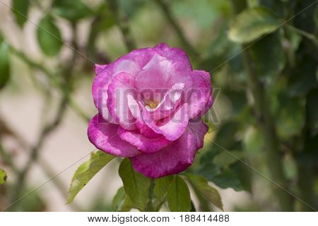 Beautiful pink and white Rose in full bloom creating a brilliant splash of color against its green leaves as it shimmers in the sunlight in a botanical garden.