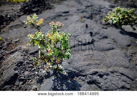 Green Plants Growing On The Kilauea Iki Volcano Crater Surface With Crumbling Lava Rock In Volcanoes
