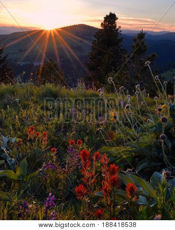 The sun sets over a field of wildflowers in Montana