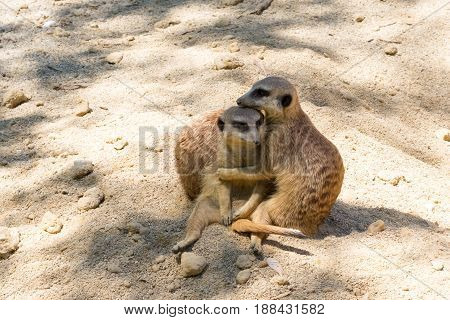 Two merkats showing affection to eachother by hugging