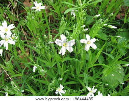 Addersmeat with flowers in spring, stellaria holostea