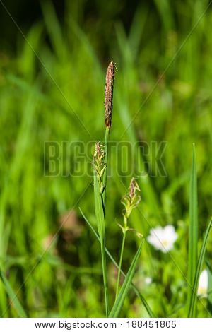 Blooming Black or common sedge Carex nigra close-up with bokeh background selective focus shallow DOF.