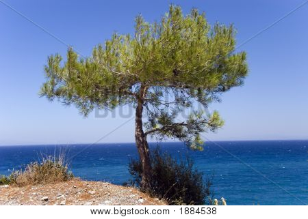 바다 위 가파른에 소나무