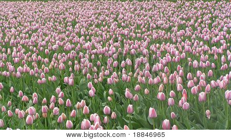 fotografi af et tulipfield i holland