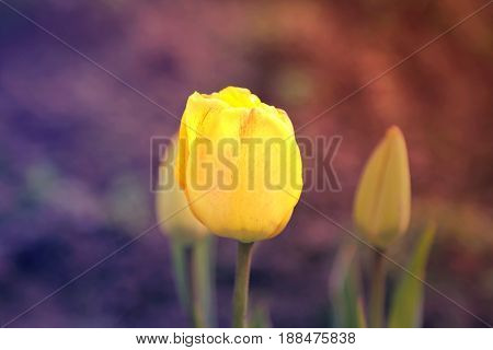 One toned yellow tulip. Sprin time in a garden