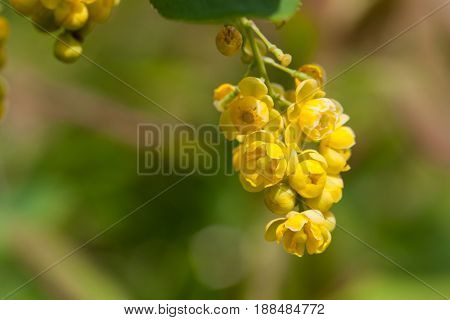 A close up of the blooming barberry Berberis amurensis. Selective focus, shallow DOF.