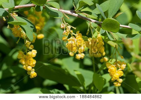 Branch of a blossoming barberry. Yellow flowers of barberries on bush. Selective focus, shallow DOF,