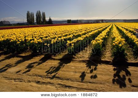 Tulip Shadows