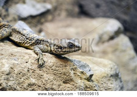Beautiful Painted Dragon Reptile Stellagama Stellio Brachydactyla On Rock