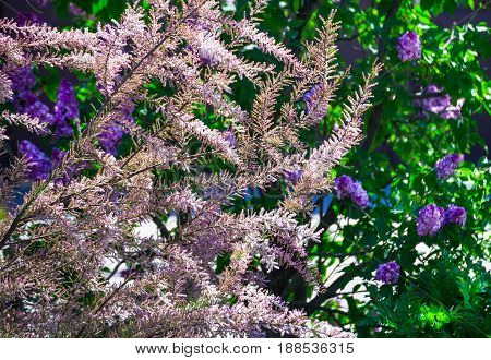 Flowering on branches of a tamarisk tree on blooming lilac background. Blooming bush of Tamarix (tamarisk, salt cedar) in the garden in early summer.