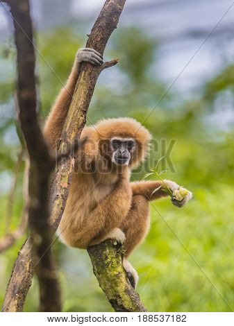 Lar Gibbon Perched On Branch In Rainforest Jungle