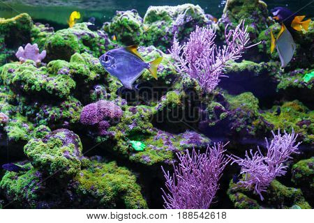 Tropical fish and corals. Silver moonfish monodactylus argenteus
