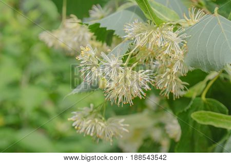 Blooming linden tree. Linden flowers background. Lime tree in bloom