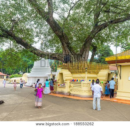 The Sacred Bodhi Tree