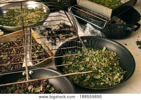A variety of fresh herbs are being processed for the extraction of many useful substances.