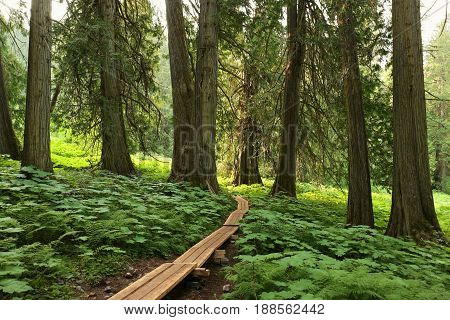 Acient cedar forest, boardwalk, in north canada