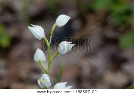 Flowers of a Narrow leaved Helleborine (Cephalanthera longifolia)