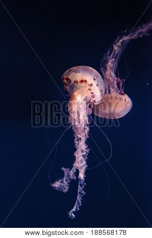 Purple Striped Jellyfish Chrysaora Colorata Has Long Tentacles