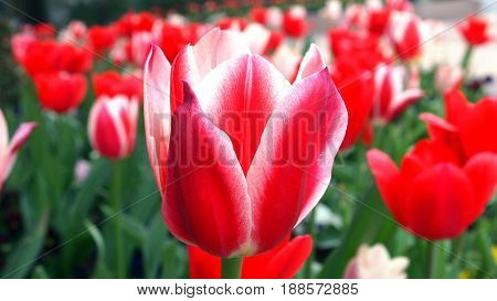 Field of bright red tulips in spring blooming