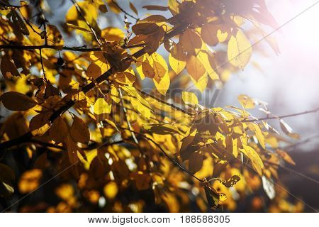 Close up branches with yellow leaves in fall for beautiful natural background