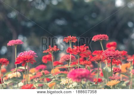 Colorful Flowers For Background .