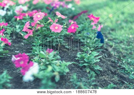 Colorful Flowers For Background .