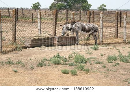 Zebra at the trough in the nature reserve Askania Nova