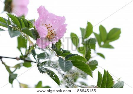 Beautiful gentle flower of a dogrose in a rainy day. Spring seasonal backround.