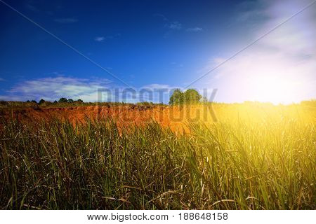 Beautiful sunlight of landscape in the summer time
