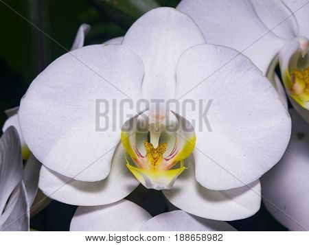 Moth orchid or Phalaenopsis white flower close-up selective focus shallow DOF.
