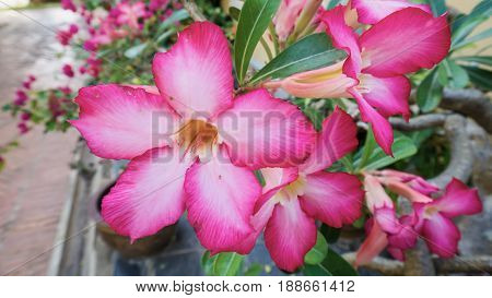 Tropical flower Pink Adenium. Desert rose Adenium