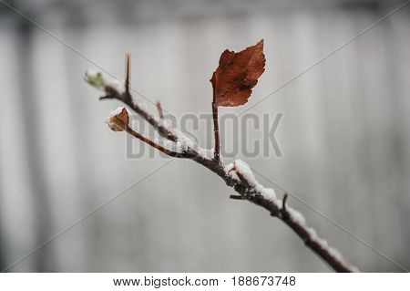 One red autumn leaf on a branch covered with snow.