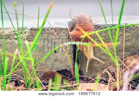 The snail descends the curb close-up view of an interesting inhabitant of wildlife