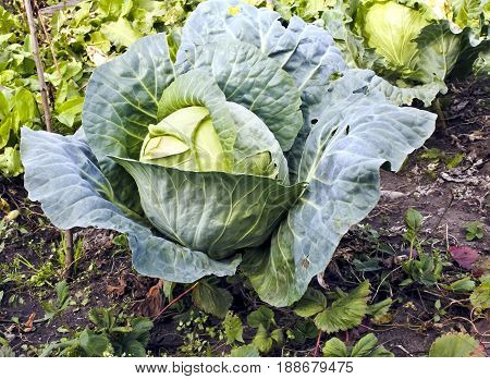 Cabbage is ripe in the garden in outumn