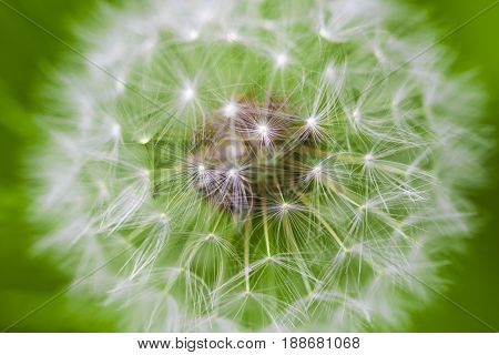 Dandelion Seeds In The Morning Sunlight Blowing Away Across A Fresh Green Background