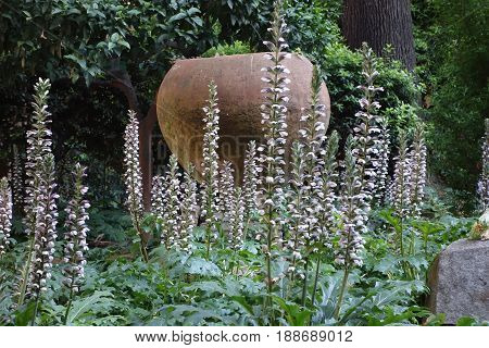flowering Acanthus plants in a classic Roman Garden Italy